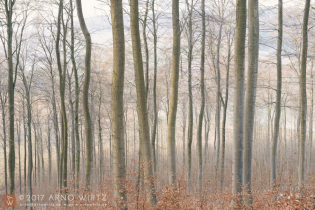 Wald bei der Bellerburg, Weserbergland | Deutschland