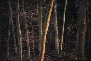 Herbstwald | Brakel