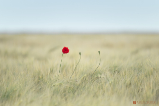 Mohnblumen | Erkeln, Nethetal